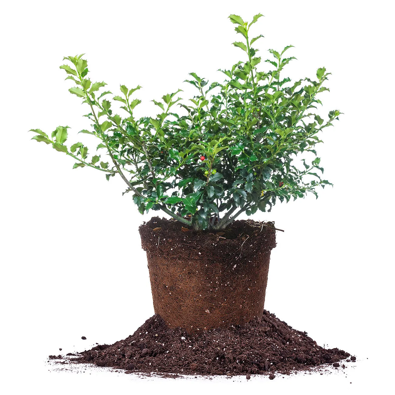 Blue Princess Holly Shrub