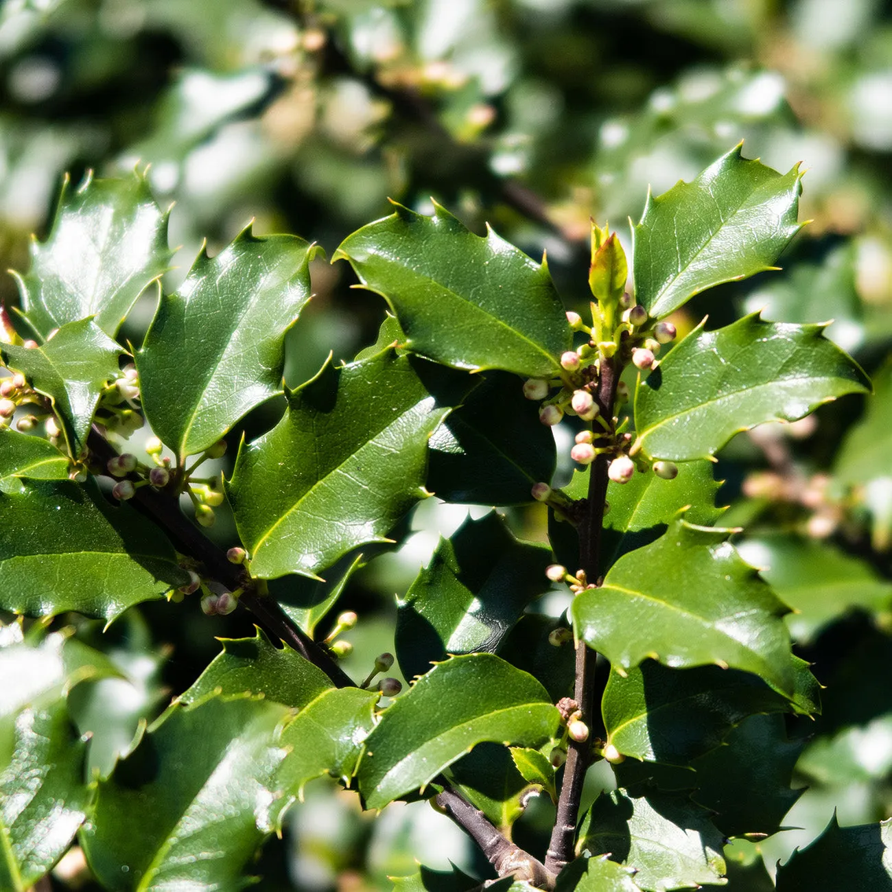 Blue Princess Holly Shrub