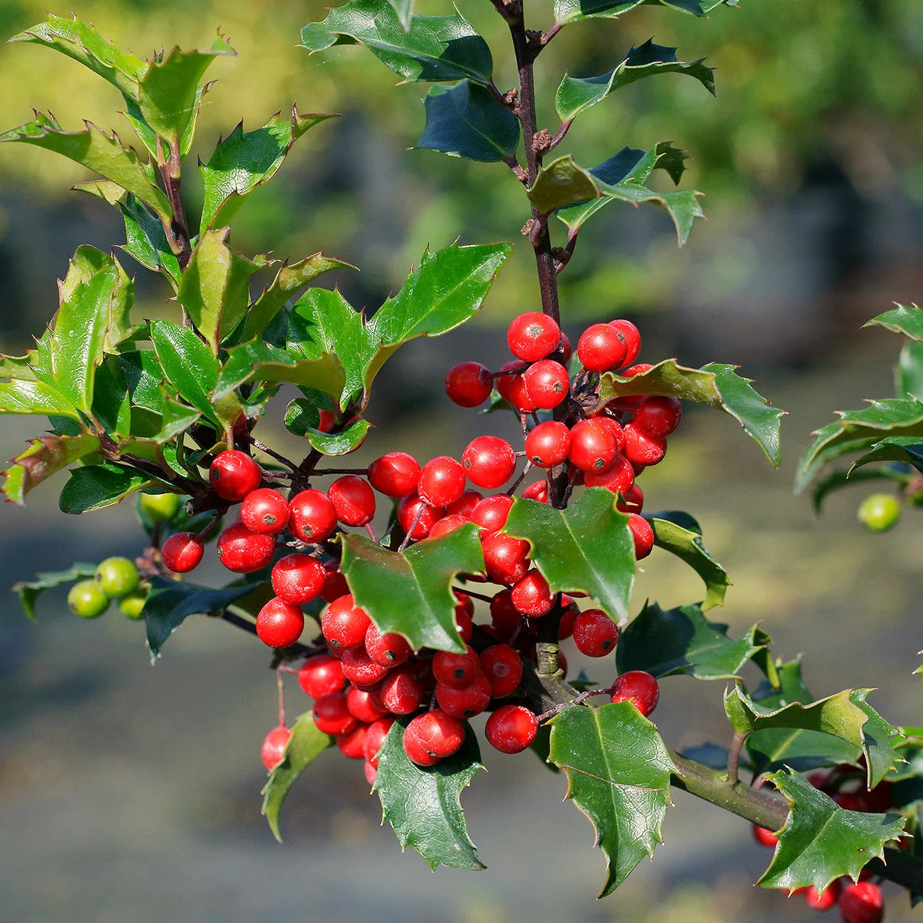 Blue Princess Holly Shrub