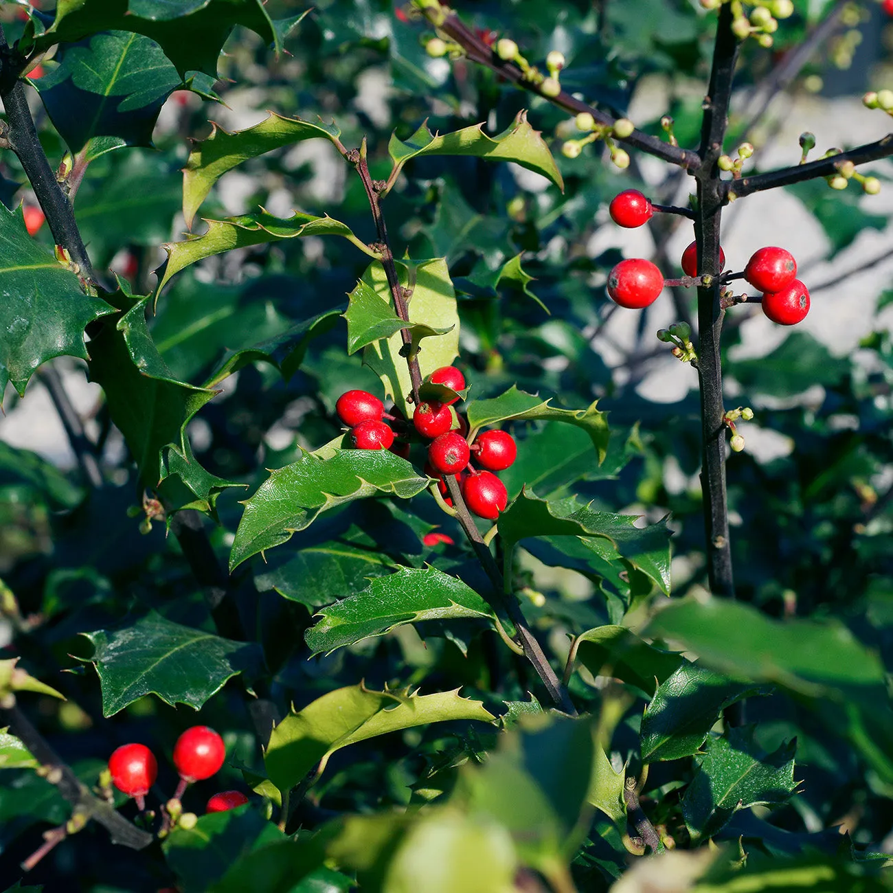 Blue Princess Holly Shrub