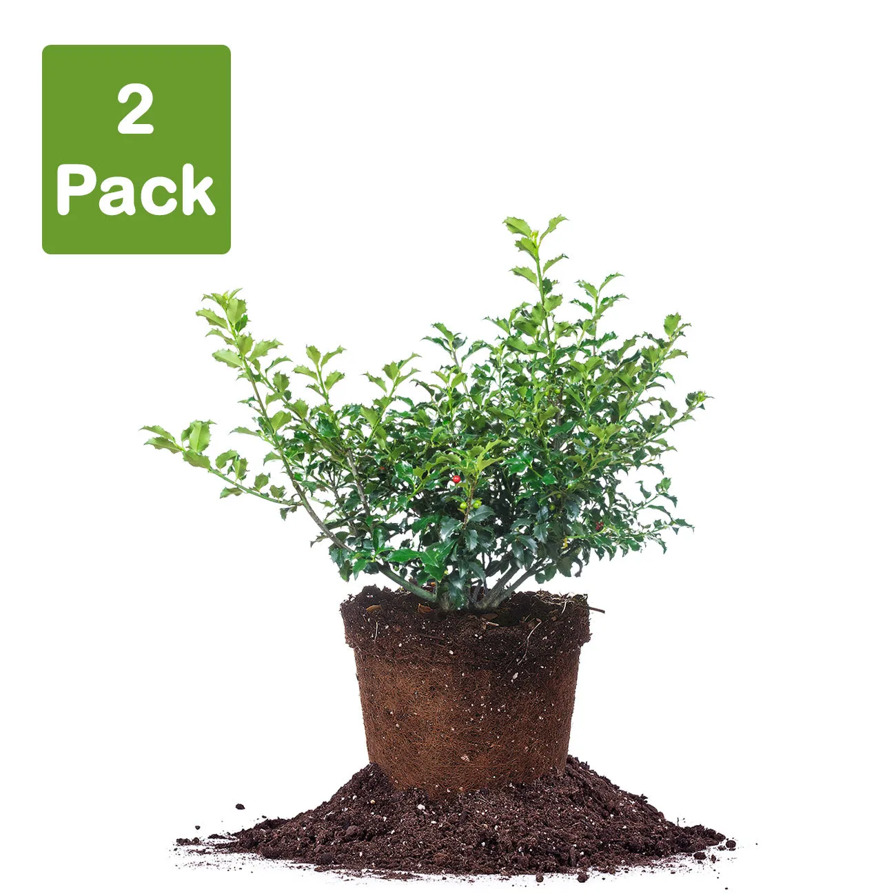 Blue Princess Holly Shrub