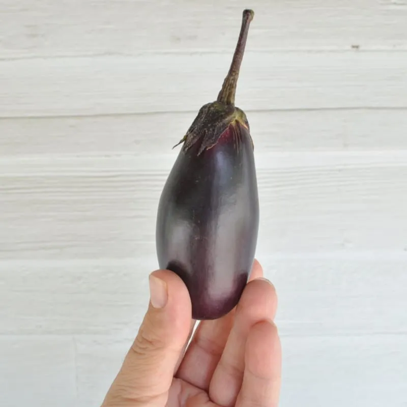 Patio Baby Eggplant (F1 Hybrid 45 Days)