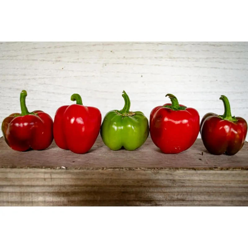 Snackabelle Pepper (F1 Hybrid 60-75 Days)