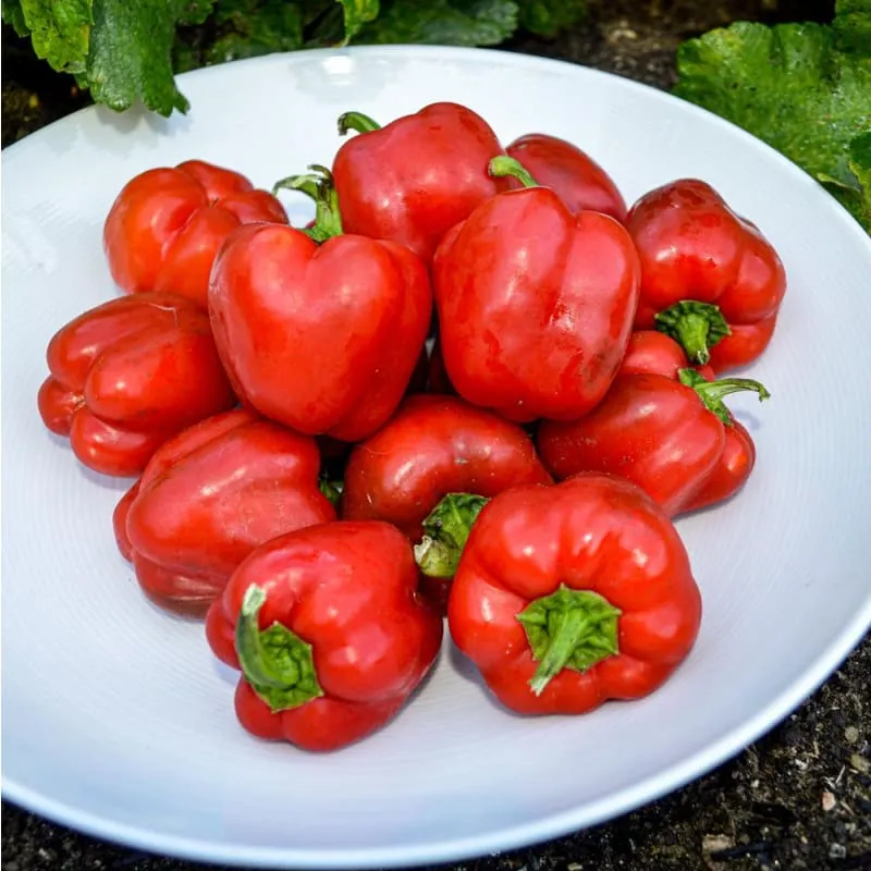 Snackabelle Pepper (F1 Hybrid 60-75 Days)