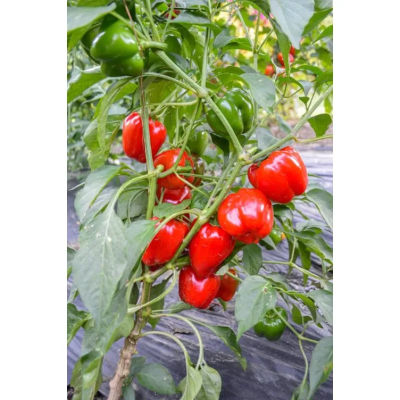Snackabelle Pepper (F1 Hybrid 60-75 Days)
